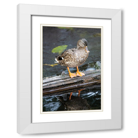 USA- Washington State- Sammamish. Yellow Lake with Female Mallard duck resting on floating log White Modern Wood Framed Art Print with Double Matting by Gulin, Darrell