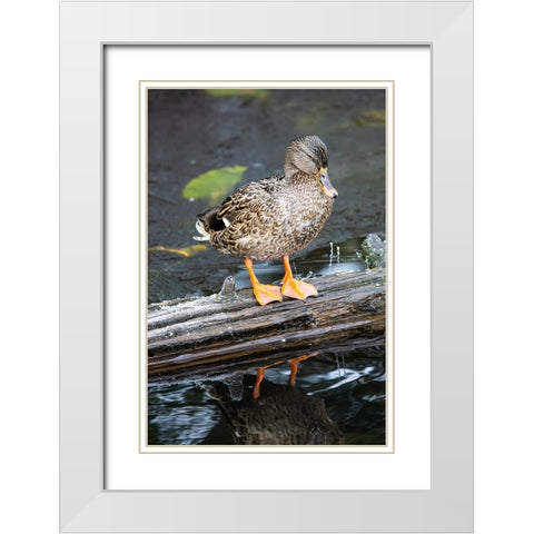 USA- Washington State- Sammamish. Yellow Lake with Female Mallard duck resting on floating log White Modern Wood Framed Art Print with Double Matting by Gulin, Darrell