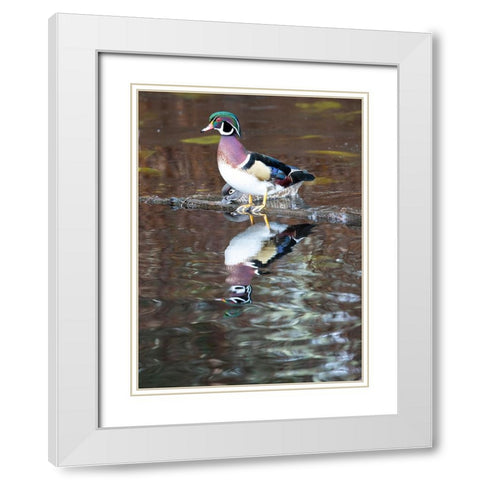 USA- Washington State- Sammamish. Yellow Lake with male drake wood duck White Modern Wood Framed Art Print with Double Matting by Gulin, Darrell