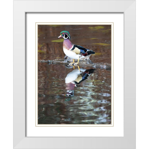 USA- Washington State- Sammamish. Yellow Lake with male drake wood duck White Modern Wood Framed Art Print with Double Matting by Gulin, Darrell