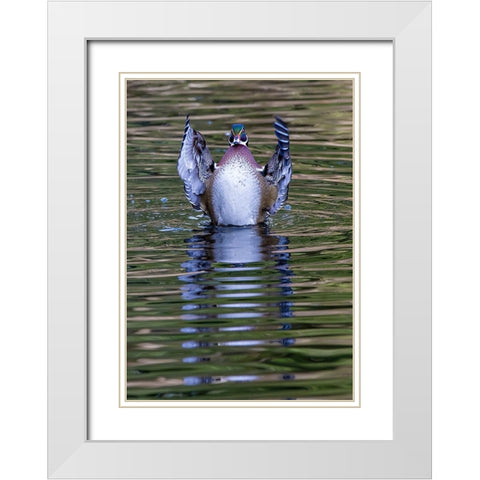 USA- Washington State- Sammamish. Yellow Lake and wood duck Stretching his wings White Modern Wood Framed Art Print with Double Matting by Gulin, Darrell