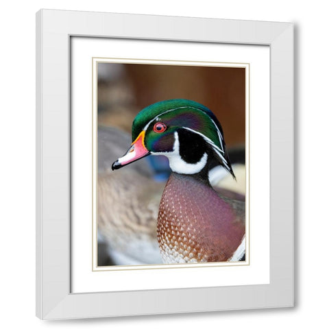 USA- Washington State- Sammamish. Yellow Lake with male drake wood duck White Modern Wood Framed Art Print with Double Matting by Gulin, Darrell