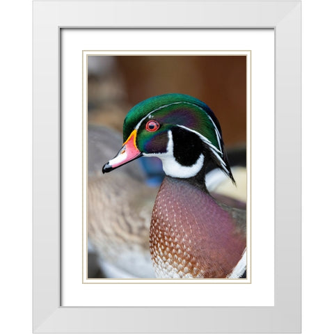 USA- Washington State- Sammamish. Yellow Lake with male drake wood duck White Modern Wood Framed Art Print with Double Matting by Gulin, Darrell