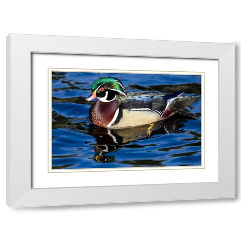 USA- Washington State- Sammamish. Yellow Lake with male drake wood duck White Modern Wood Framed Art Print with Double Matting by Gulin, Darrell
