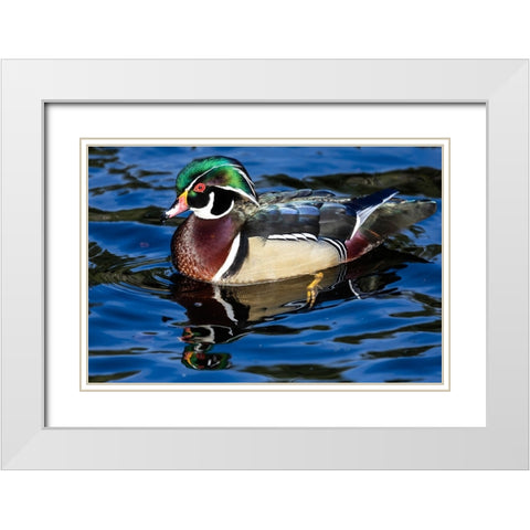 USA- Washington State- Sammamish. Yellow Lake with male drake wood duck White Modern Wood Framed Art Print with Double Matting by Gulin, Darrell