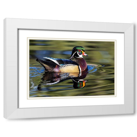 USA- Washington State- Sammamish. Yellow Lake with male drake wood duck White Modern Wood Framed Art Print with Double Matting by Gulin, Darrell