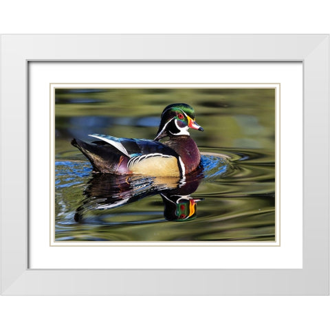 USA- Washington State- Sammamish. Yellow Lake with male drake wood duck White Modern Wood Framed Art Print with Double Matting by Gulin, Darrell