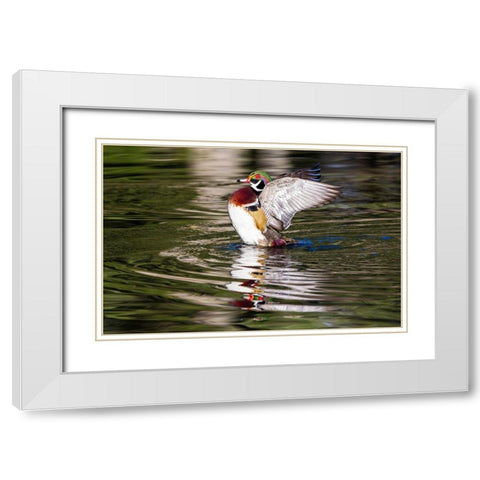 USA- Washington State- Sammamish. Yellow Lake with male drake wood duck flapping wings White Modern Wood Framed Art Print with Double Matting by Gulin, Darrell