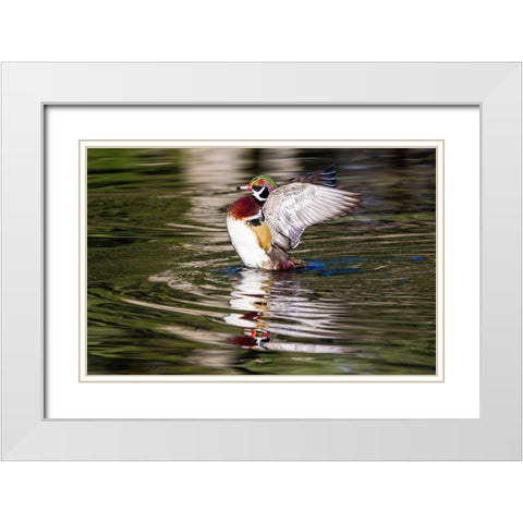 USA- Washington State- Sammamish. Yellow Lake with male drake wood duck flapping wings White Modern Wood Framed Art Print with Double Matting by Gulin, Darrell
