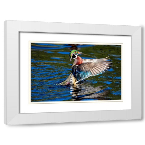 USA- Washington State- Sammamish. Yellow Lake with male drake wood duck flapping wings White Modern Wood Framed Art Print with Double Matting by Gulin, Darrell