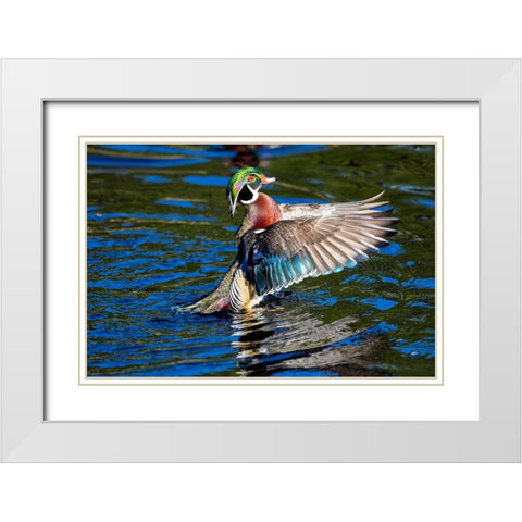 USA- Washington State- Sammamish. Yellow Lake with male drake wood duck flapping wings White Modern Wood Framed Art Print with Double Matting by Gulin, Darrell