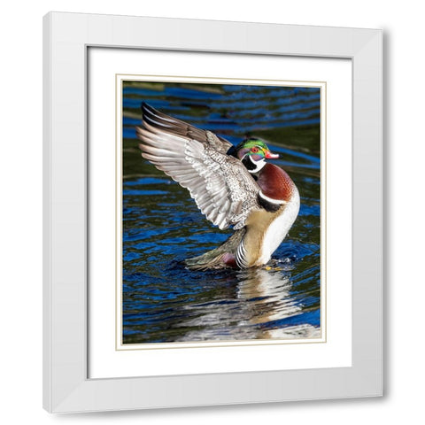 USA- Washington State- Sammamish. Yellow Lake with male drake wood duck flapping wings White Modern Wood Framed Art Print with Double Matting by Gulin, Darrell