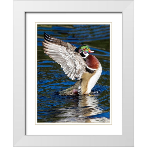 USA- Washington State- Sammamish. Yellow Lake with male drake wood duck flapping wings White Modern Wood Framed Art Print with Double Matting by Gulin, Darrell