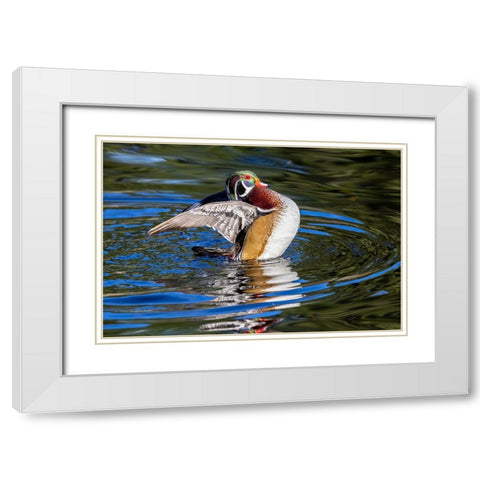 USA- Washington State- Sammamish. Yellow Lake with male drake wood duck flapping wings White Modern Wood Framed Art Print with Double Matting by Gulin, Darrell