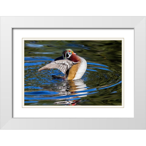 USA- Washington State- Sammamish. Yellow Lake with male drake wood duck flapping wings White Modern Wood Framed Art Print with Double Matting by Gulin, Darrell