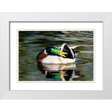USA- Washington State- Sammamish. preening Mallard Drake duck Yellow lake White Modern Wood Framed Art Print with Double Matting by Gulin, Darrell