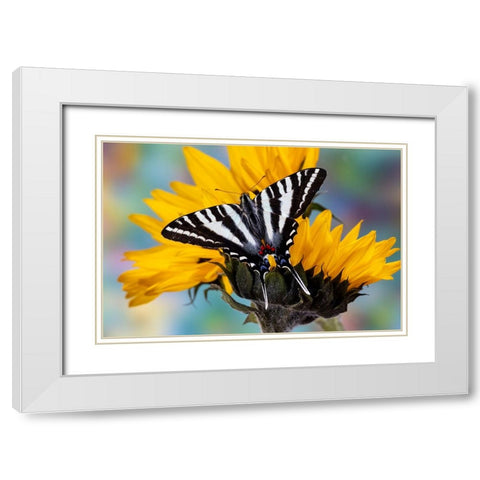 USA- Washington State- Sammamish. Zebra swallowtail butterfly on sunflower White Modern Wood Framed Art Print with Double Matting by Gulin, Darrell