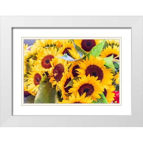 Washington State-Seattle-Pike Place Market Sunflowers for sale White Modern Wood Framed Art Print with Double Matting by Wilson, Emily