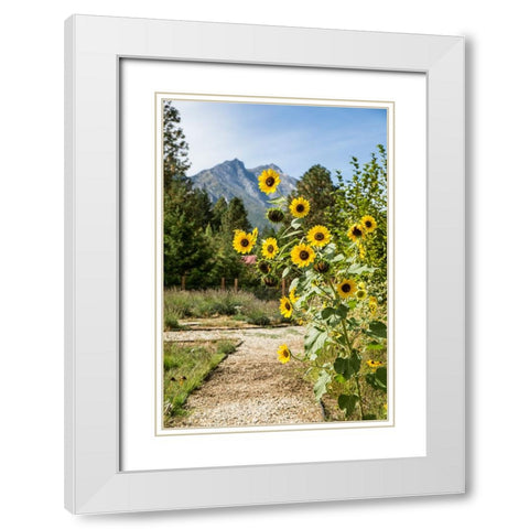 Leavenworth-Washington State-USA Helianthus Chrysanthemum flowered series sunflowers White Modern Wood Framed Art Print with Double Matting by Horton, Janet