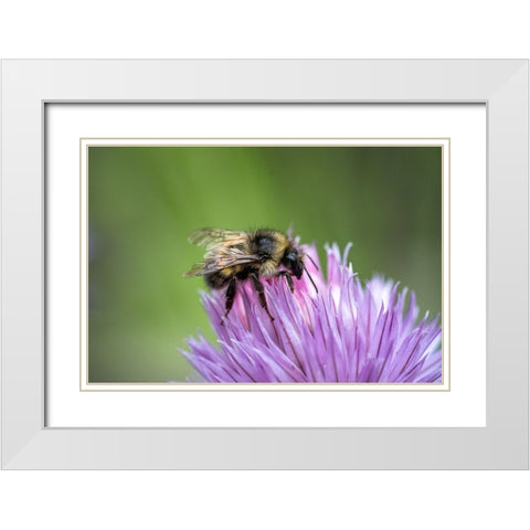 Issaquah-Washington State-USA Yellow Head Bumblebee (Bombus flavifrons) pollinating a chive blossom White Modern Wood Framed Art Print with Double Matting by Horton, Janet