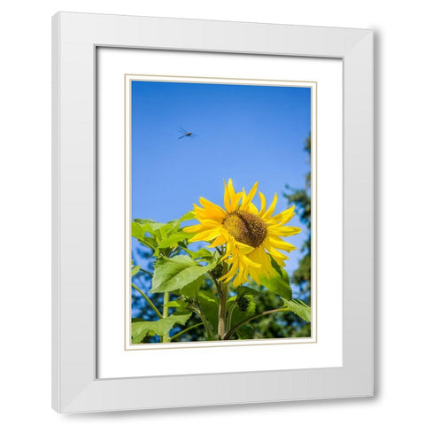 Bellevue-Washington State-USA Dragonfly in flight over sunflower plant on a sunny day White Modern Wood Framed Art Print with Double Matting by Horton, Janet