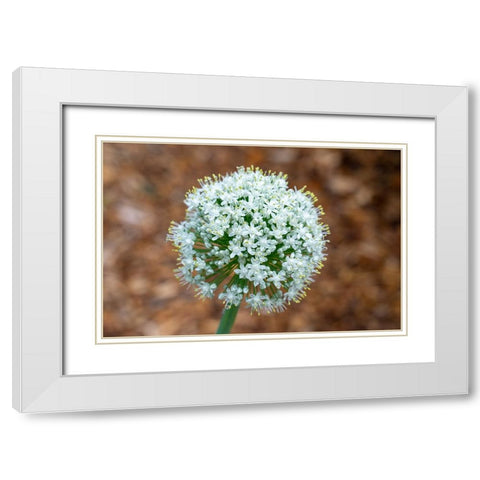 Issaquah- Washington State- USA. Onion plant bolting- or gone to seed. White Modern Wood Framed Art Print with Double Matting by Horton, Janet