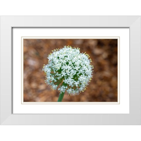 Issaquah- Washington State- USA. Onion plant bolting- or gone to seed. White Modern Wood Framed Art Print with Double Matting by Horton, Janet