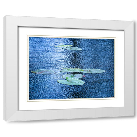 USA-Washington State-Pacific Northwest Sammamish trail Yellow Lake and lily pads in rain White Modern Wood Framed Art Print with Double Matting by Gulin, Sylvia