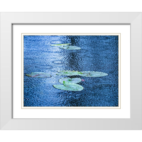 USA-Washington State-Pacific Northwest Sammamish trail Yellow Lake and lily pads in rain White Modern Wood Framed Art Print with Double Matting by Gulin, Sylvia