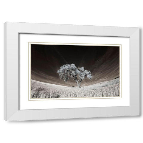 Lone tree in field of harvested wheat White Modern Wood Framed Art Print with Double Matting by Eggers, Terry