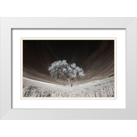 Lone tree in field of harvested wheat White Modern Wood Framed Art Print with Double Matting by Eggers, Terry
