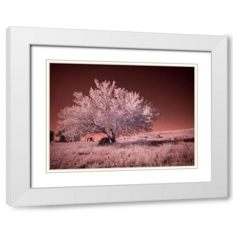 USA-Washington State-Palouse region-Lone tree in Field White Modern Wood Framed Art Print with Double Matting by Eggers, Terry