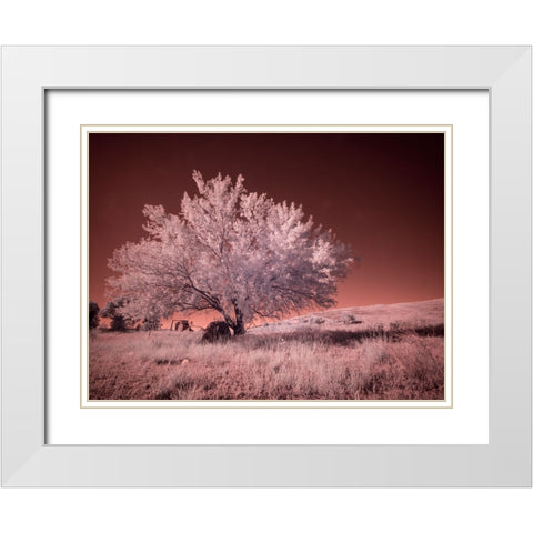 USA-Washington State-Palouse region-Lone tree in Field White Modern Wood Framed Art Print with Double Matting by Eggers, Terry