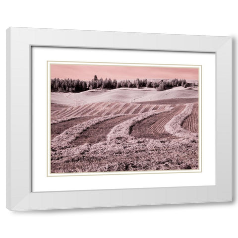USA-Washington State-Palouse region-Harvest cut lines in Field White Modern Wood Framed Art Print with Double Matting by Eggers, Terry