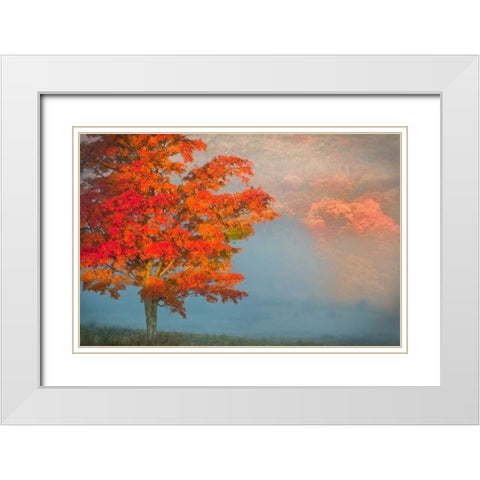 WV, Davis Mist and forest in autumn color White Modern Wood Framed Art Print with Double Matting by OBrien, Jay