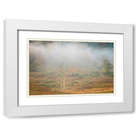 USA-West Virginia-Davis Foggy forest in fall colors White Modern Wood Framed Art Print with Double Matting by Jaynes Gallery