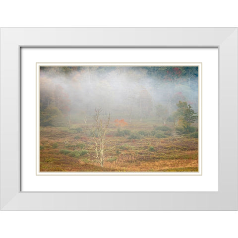 USA-West Virginia-Davis Foggy forest in fall colors White Modern Wood Framed Art Print with Double Matting by Jaynes Gallery