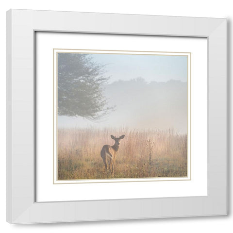 USA-West Virginia-Davis Deer in foggy field White Modern Wood Framed Art Print with Double Matting by Jaynes Gallery