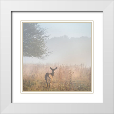 USA-West Virginia-Davis Deer in foggy field White Modern Wood Framed Art Print with Double Matting by Jaynes Gallery