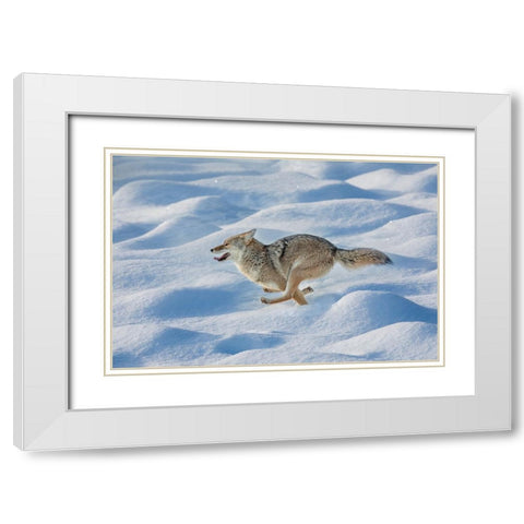 Coyote running through fresh snow-Yellowstone National Park-Wyoming White Modern Wood Framed Art Print with Double Matting by Jones, Adam