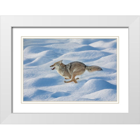 Coyote running through fresh snow-Yellowstone National Park-Wyoming White Modern Wood Framed Art Print with Double Matting by Jones, Adam