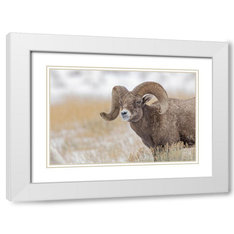 Bighorn sheep in winter Grand Teton National Park-Wyoming White Modern Wood Framed Art Print with Double Matting by Jones, Adam