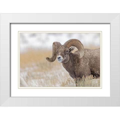 Bighorn sheep in winter Grand Teton National Park-Wyoming White Modern Wood Framed Art Print with Double Matting by Jones, Adam