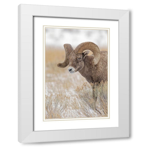Bighorn sheep in winter Grand Teton National Park-Wyoming White Modern Wood Framed Art Print with Double Matting by Jones, Adam