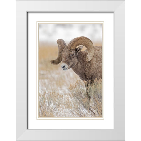 Bighorn sheep in winter Grand Teton National Park-Wyoming White Modern Wood Framed Art Print with Double Matting by Jones, Adam