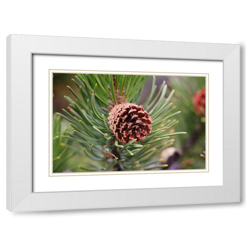 Lodgepole pine and pine cone-Yellowstone National Park-Wyoming White Modern Wood Framed Art Print with Double Matting by Jones, Adam