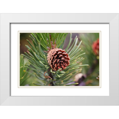 Lodgepole pine and pine cone-Yellowstone National Park-Wyoming White Modern Wood Framed Art Print with Double Matting by Jones, Adam