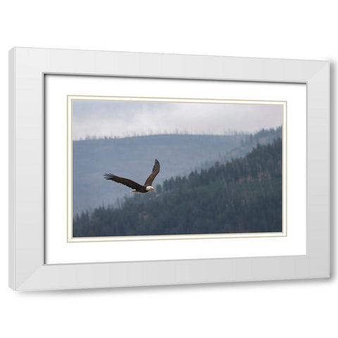 Bald eagle-flying-Yellowstone National Park-Wyoming White Modern Wood Framed Art Print with Double Matting by Jones, Adam