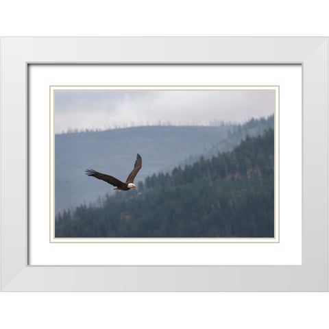 Bald eagle-flying-Yellowstone National Park-Wyoming White Modern Wood Framed Art Print with Double Matting by Jones, Adam