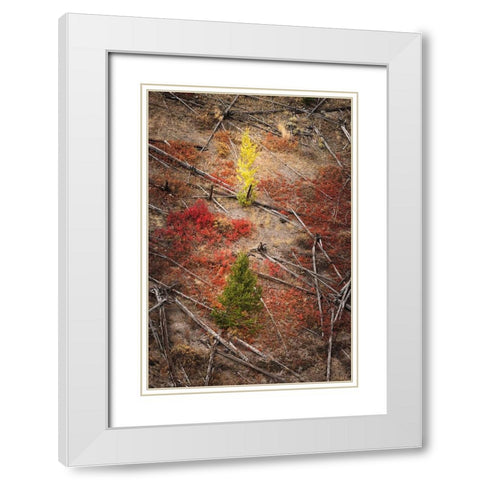 Red autumn Huckleberry vegetation and fallen trees-Yellowstone National Park-Wyoming White Modern Wood Framed Art Print with Double Matting by Jones, Adam